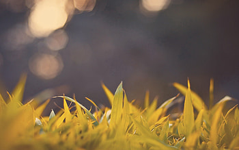 Grass, Macro, Glare, Shine, Light, Bright HD wallpaper