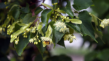 Linden Tree, culprit, bumblebee carcasses, The New York Times HD wallpaper