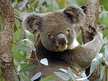 Animals, Koalas HD wallpaper