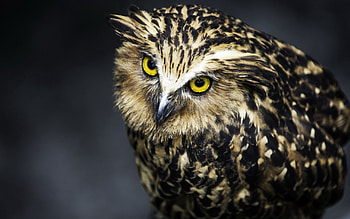 Animals, Owl, Feather, Bird, Muzzle, Predator, Sight, Opinion HD wallpaper