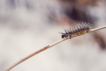 Macro, Branch, Insect, Caterpillar HD wallpaper