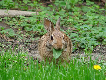 Time To Eat, leaf, grass, plants, rabbit HD wallpaper