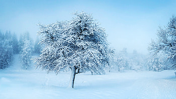 Tree in winter, one, tree, blue, winter, iarna, snow HD wallpaper