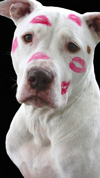 Valentine's Day puppy with kisses, dog, holiday, Valentine's Day HD phone wallpaper