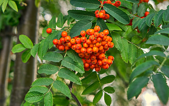 Rowan, berries, branch, nature HD wallpaper