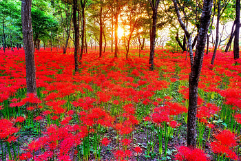 WILDFLOWERS, buds, enchanting nature, landscape, lovely flowers, wild, leaves, sunrays, branches, nature, splendor, sun, forest HD wallpaper