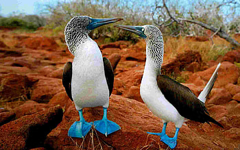 Blue footed booby , Birds, Nature HD wallpaper