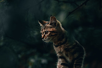 Animals, Cat, Kitty, Kitten, Striped HD wallpaper