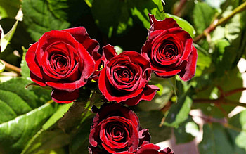 red roses for my friends, good friends, what better way to say it HD wallpaper