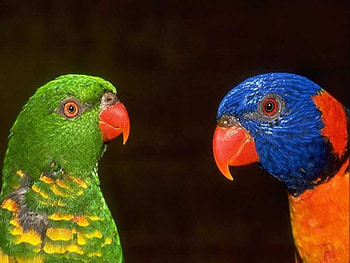 Beautiful parrots, colorful, black, bird, parrot HD wallpaper
