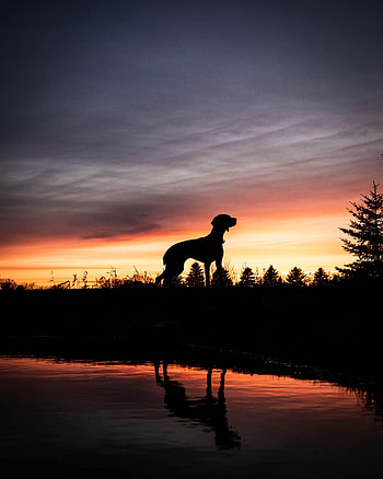 Animals, Sunset, Silhouette, Dog HD phone wallpaper