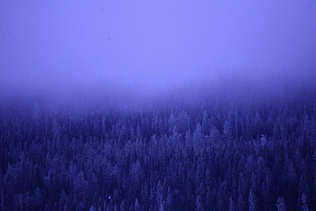 A Foggy Forest Blue Trees , forest, trees, nature HD wallpaper