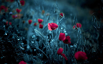 Plants, Flowers, Art , Poppies HD wallpaper