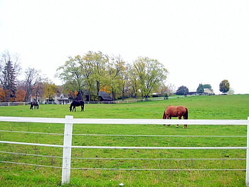 Horses Grazing, trees, horses, sky, fence HD wallpaper