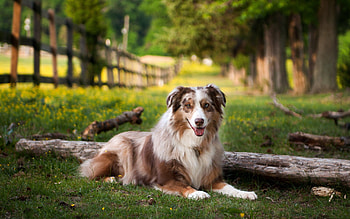 Animals, Grass, Park, To Lie Down, Lie, Australian Shepherd HD wallpaper