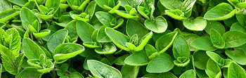 Marjoram oregano, Growing and sowing, Marjoram care HD wallpaper