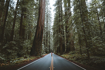 Nature, Trees, Road, Forest, Asphalt, Human, Person HD wallpaper