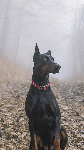 Doberman Dog, Forest, Background HD phone wallpaper