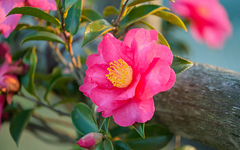 Camellia, nature, pink, flower, yellow HD wallpaper