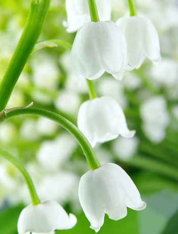 Plants, Flowers, Bluebells HD phone wallpaper