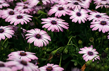 Flowers, Blur, Smooth, Flower Bed, Flowerbed, Dimorfoteka, Dimorphotheque HD wallpaper