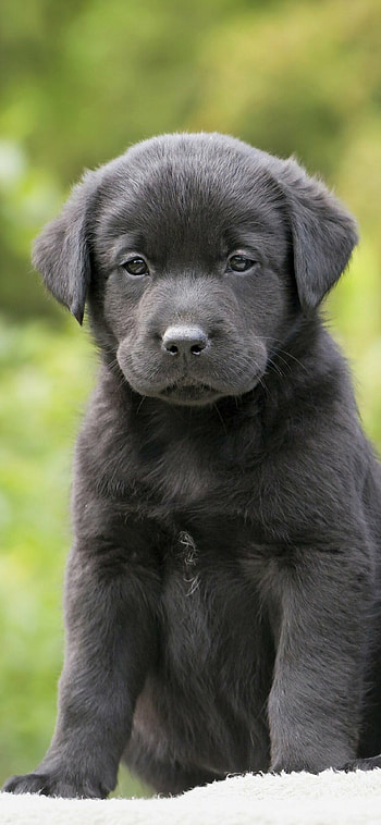 Animal puppy, Cute dog, Adorable pet, High-definition HD phone wallpaper