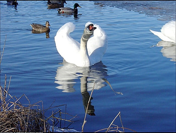 Angry swan, blue, swans, white, animals, popular, colors, water, beauty HD wallpaper