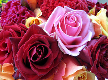 Flowers, Roses, Multicolored, Close-Up, Buds HD wallpaper