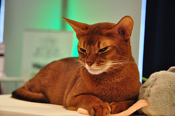 Animals, Lie, To Lie Down, Muzzle, Beautiful, Color, Somali Cat HD wallpaper