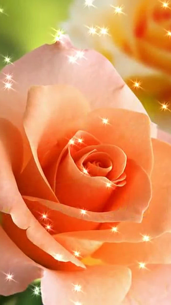 Beautiful Flowers Roses, Lovely Flowers HD phone wallpaper