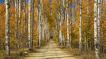 Birch trees, Stunning , Birch tree magic, Nature's elegance HD wallpaper