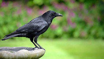 Crows and ravens, Clever corvids, Live science HD wallpaper