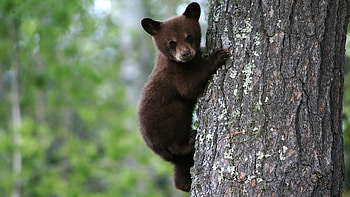 Animals, Bears HD wallpaper
