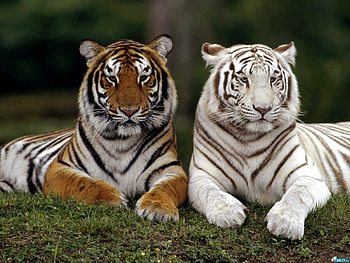 Animals, Tigers HD wallpaper