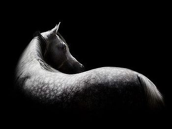 Horse in Dark, cool, horse, , in dark HD wallpaper