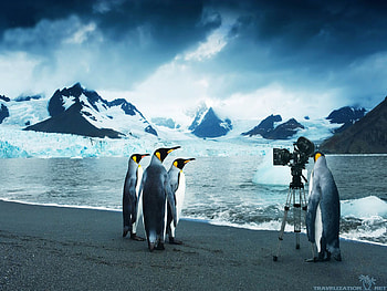 Penguin Backgrounds | | Pinterest | , backgrounds and Painting HD wallpaper