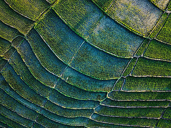 Plants, Nature, View From Above, Field, Stripes, Streaks HD wallpaper