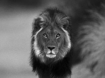 King - black & white, mane, white, black, king, lion, male HD wallpaper