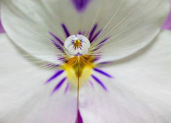 Dandelion viola, pansy, purple, white, yellow, viola, dandelion, estelle trueman, water drops HD wallpaper