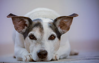 Charming Jack Russell Terrier resting, showcasing its cute and attentive expression. HD wallpaper