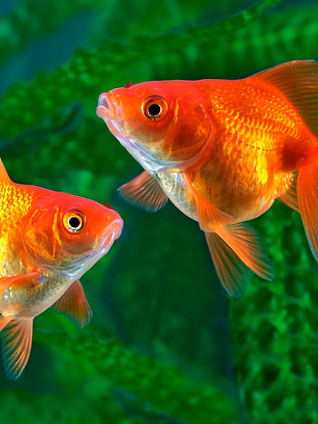 Gold Fish, Nature, Underwater fishes, Apple iPad HD phone wallpaper