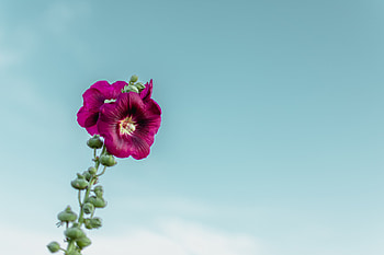 Flowers, Sky, Violet, Flower, Purple, Mallow HD wallpaper