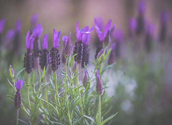 Blue flowers, lavenders, portrait HD wallpaper