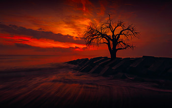 Lonely Tree, trees, nature HD wallpaper