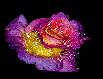 Rainbow Rose, Flowers, Roses, Beautiful, Drops HD wallpaper