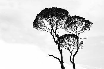 Monochrome silhouette of trees with intricate branches set against a cloudy sky. HD wallpaper