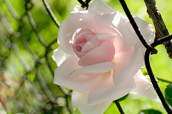 Rose, Macro, Flower, Bokeh HD wallpaper