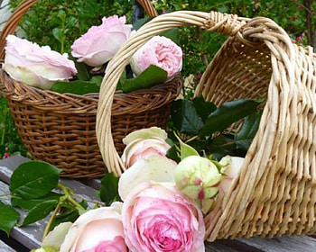 Basket of Pink Roses, basket, rose, pink, flowers HD wallpaper