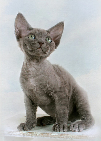 Kitten, Devon Rex HD phone wallpaper