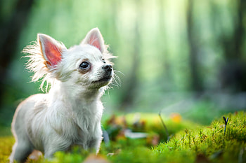 Chihuahua , Beautiful dog, Lovable pet, Cute and tiny HD wallpaper